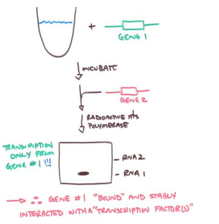 Solved What is the name(s) of the assay shown in the | Chegg.com