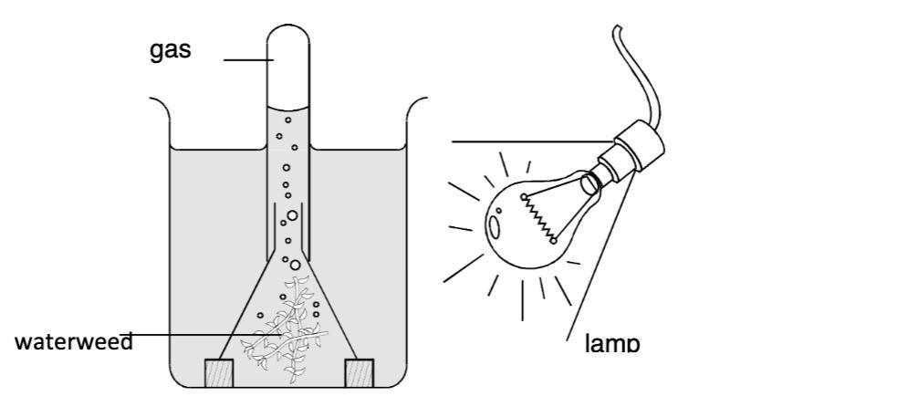 experiment-with-plant-photosynthesis-sunlight-is-essential-for