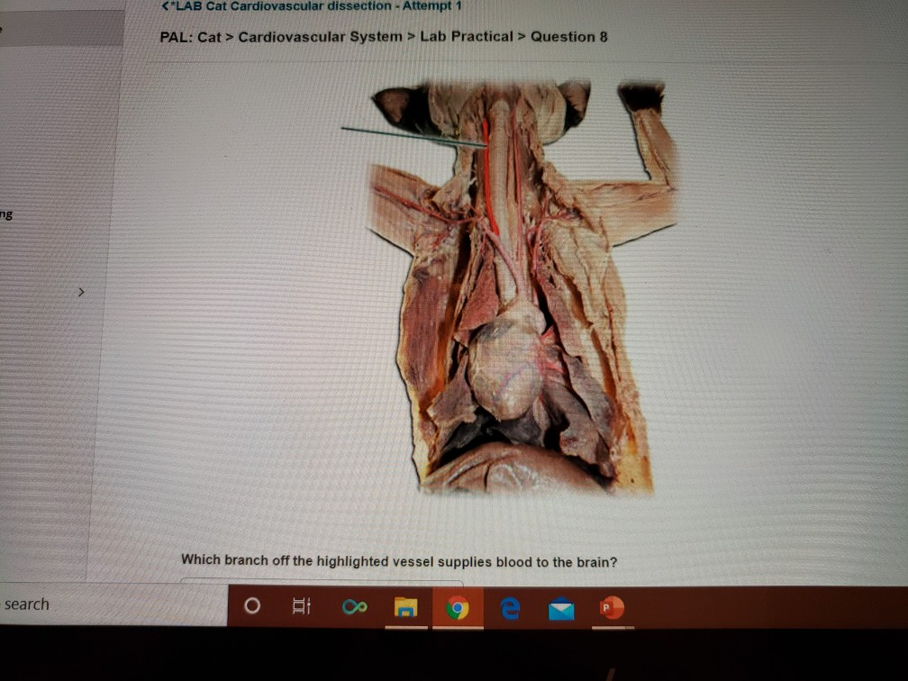 Solved PAL Cat > Cardiovascular System > Lab Practical >