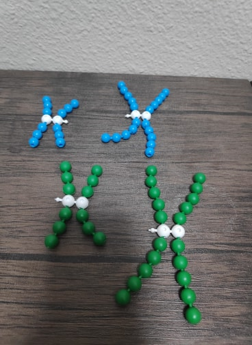 Solved Lab 11 Mitosis Experiment 2 Tracking Chromosomal Chegg