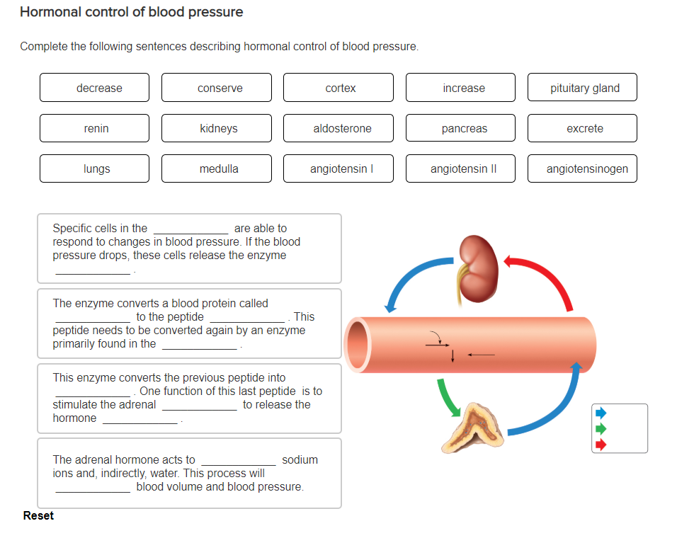 solved-hormonal-control-of-blood-pressure-complete-the-chegg