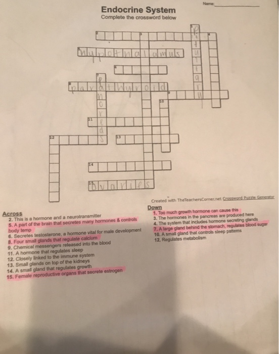 Solved Name Endocrine Systenm Complete the crossword below | Chegg.com