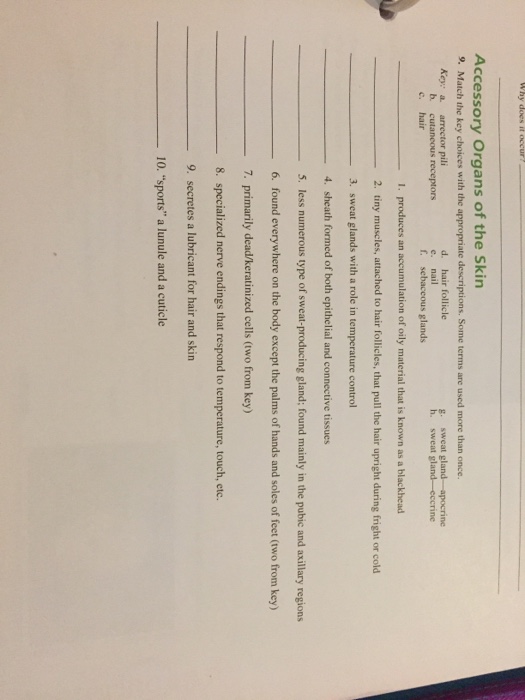 Solved Accessory Organs of the Skin 9. Match the key choices