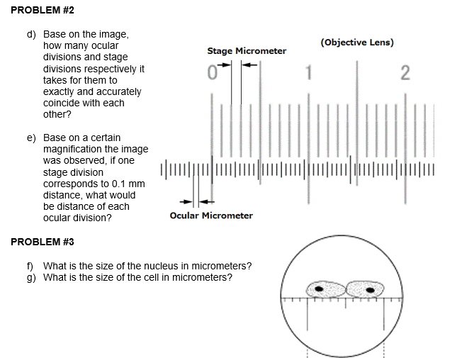 Solved Problem #2 (Objective Lens) Stage Micrometer D) Base | Chegg.Com