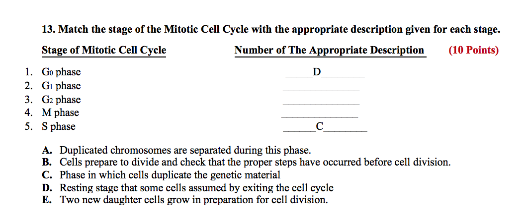 Solved 13. Match the stage of the Mitotic Cell Cycle with | Chegg.com