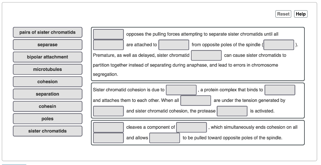 Solved Reset Help pairs of sister chromatids separase Biology Diagrams