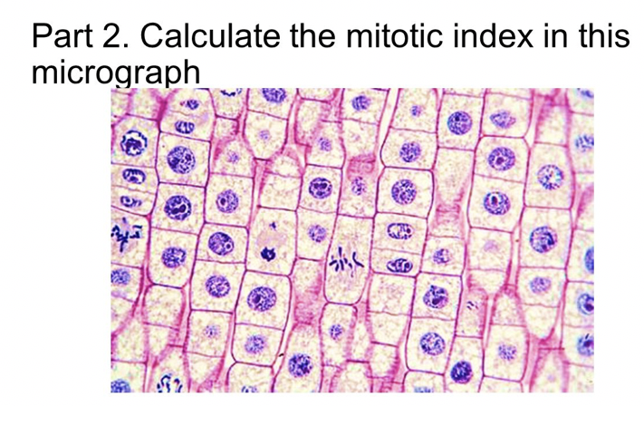 Solved Part 2 Calculate the mitotic index in this Biology Diagrams
