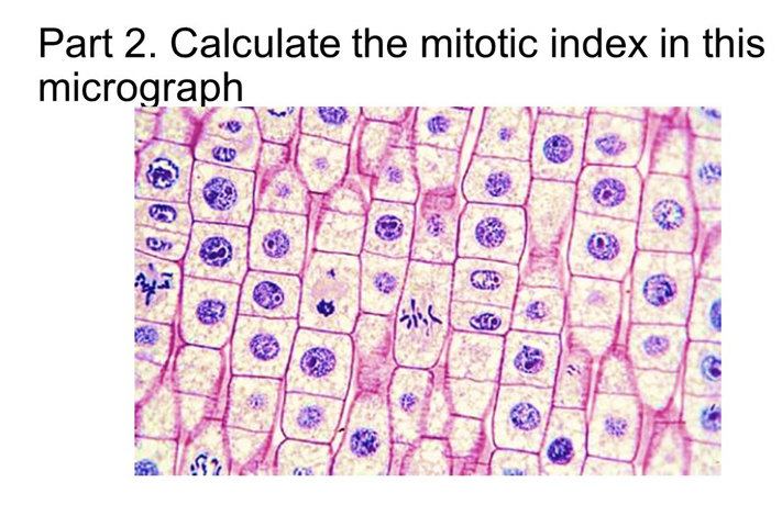 mitotic index experiment