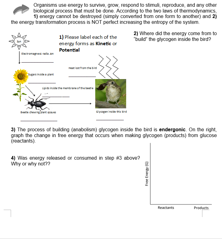 Solved Organisms Use Energy To Survive, Grow, Respond To 