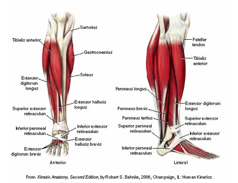 Solved Semitendinosus Biceps femoris VAL-Plantaris Plantaris | Chegg.com