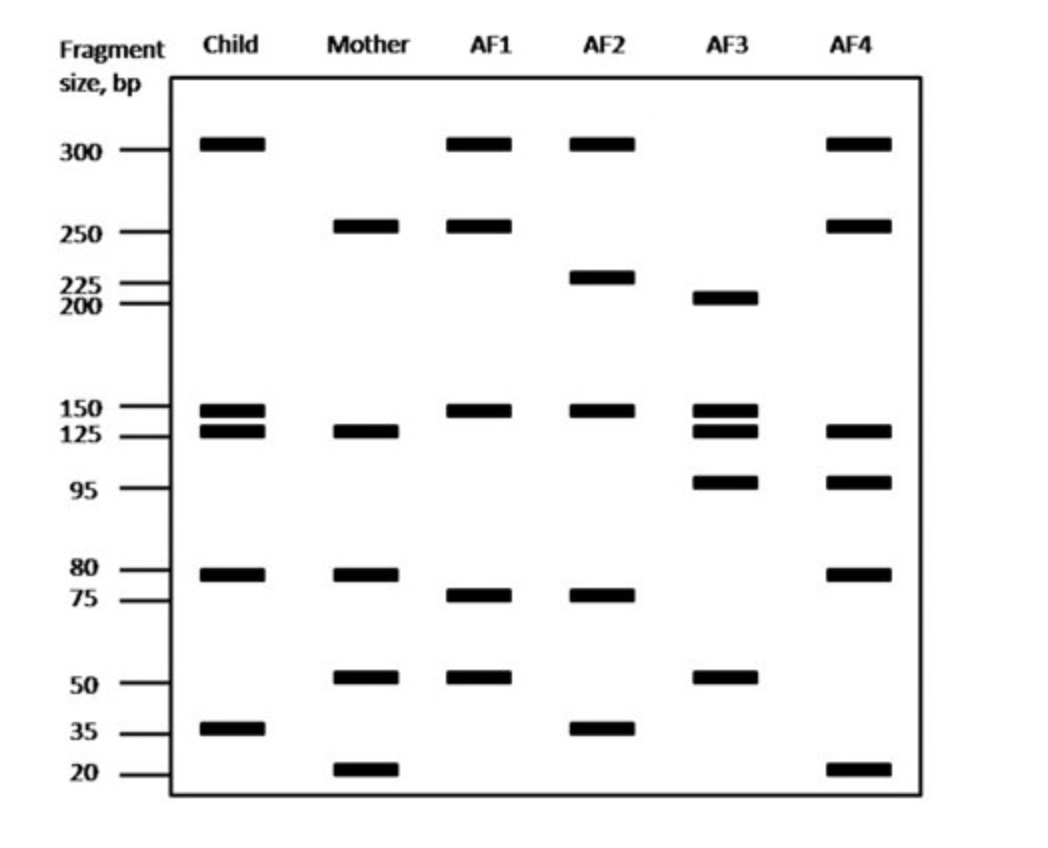 Solved Which alleged father (AF) is the most likely father | Chegg.com