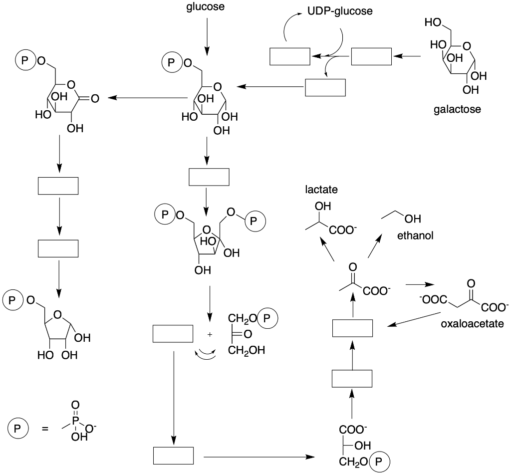 glucose
UDP-glucose
??.
??
?
??
?
???
??
??
??
??
galactose
??
??
??
??
-?-
lactate
??
??.
?
COO
??
ethanol
??
??
L
??
COO-
P