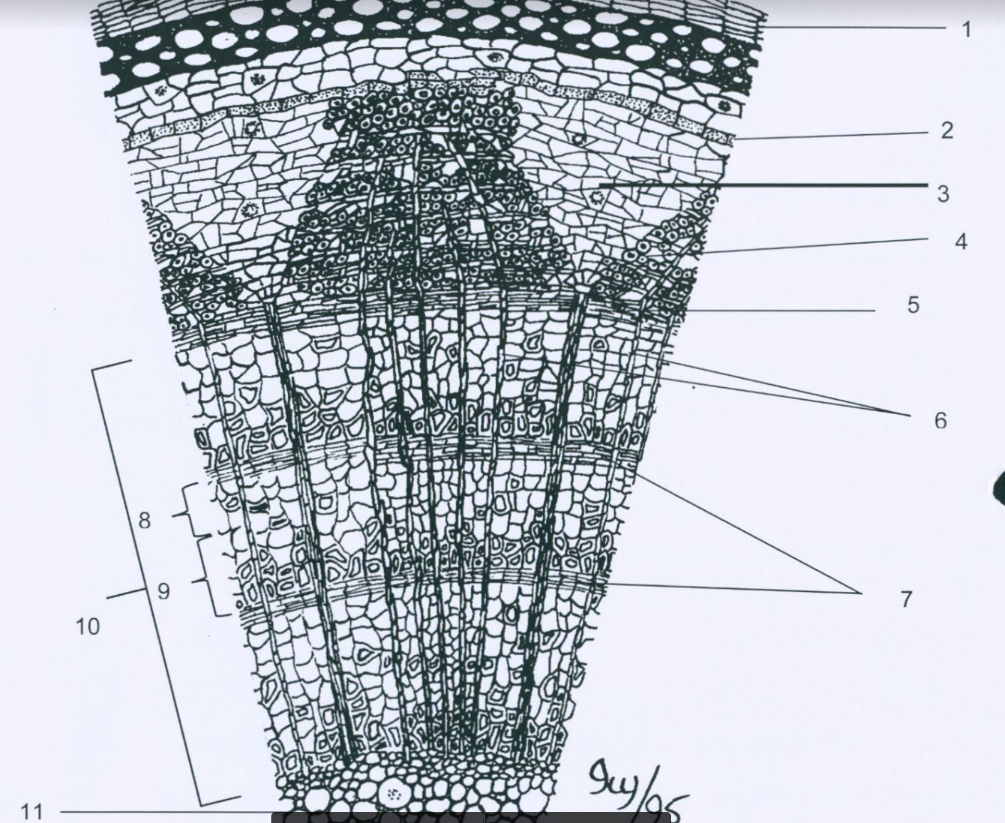 Identify the following on the diagram below: Pith, | Chegg.com