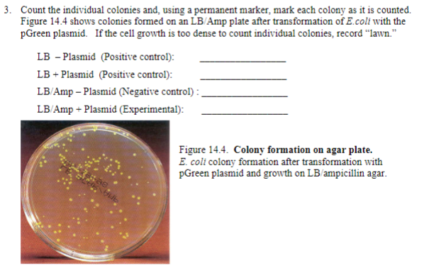 Solved Count the individual colonies and, using a permanent | Chegg.com