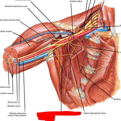 thoracoacromial artery cadaver