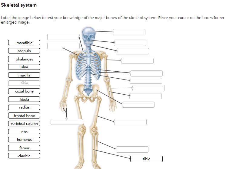 skeletal system diagram with labels