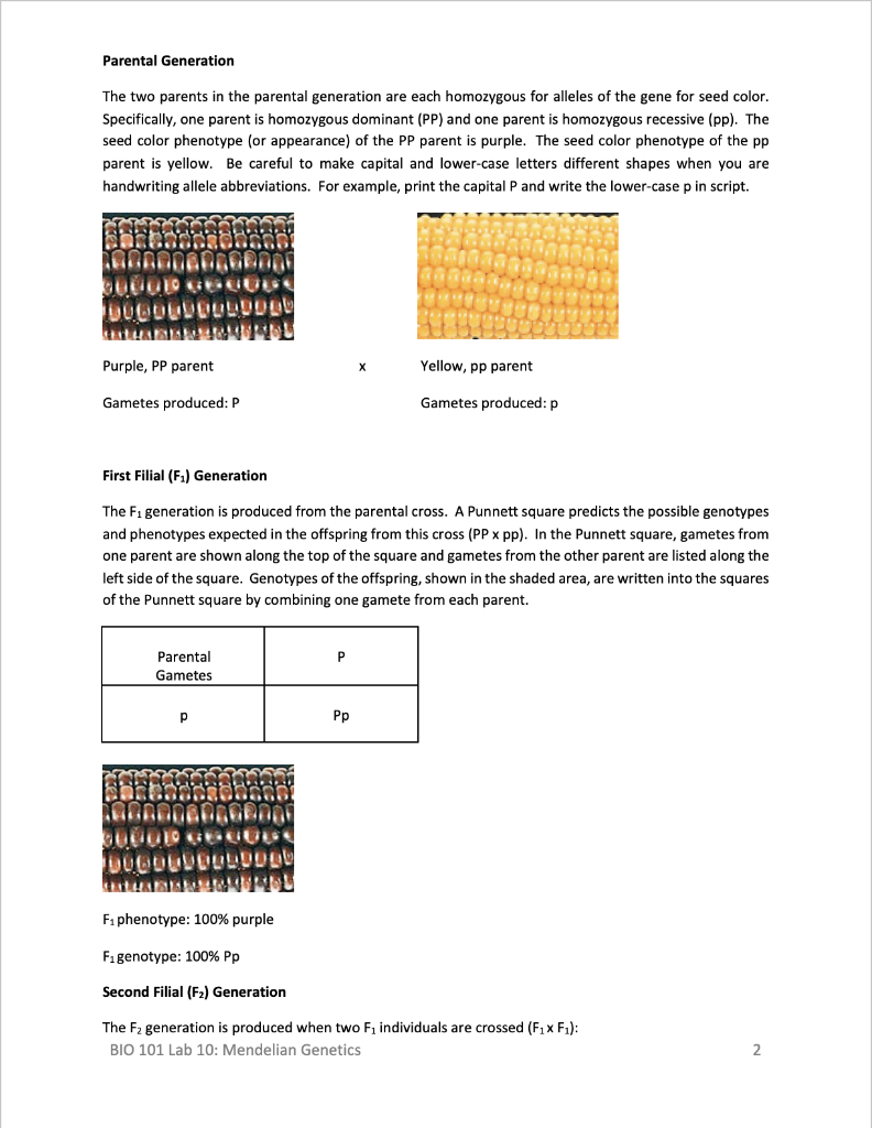 Solved Bio 101 Lab 10 Mendelian Genetics To Submit Print