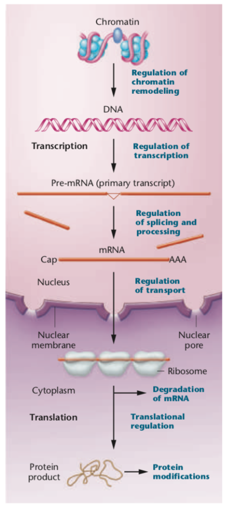 Solved Chromatin Regulation of chromatin remodeling DNA | Chegg.com