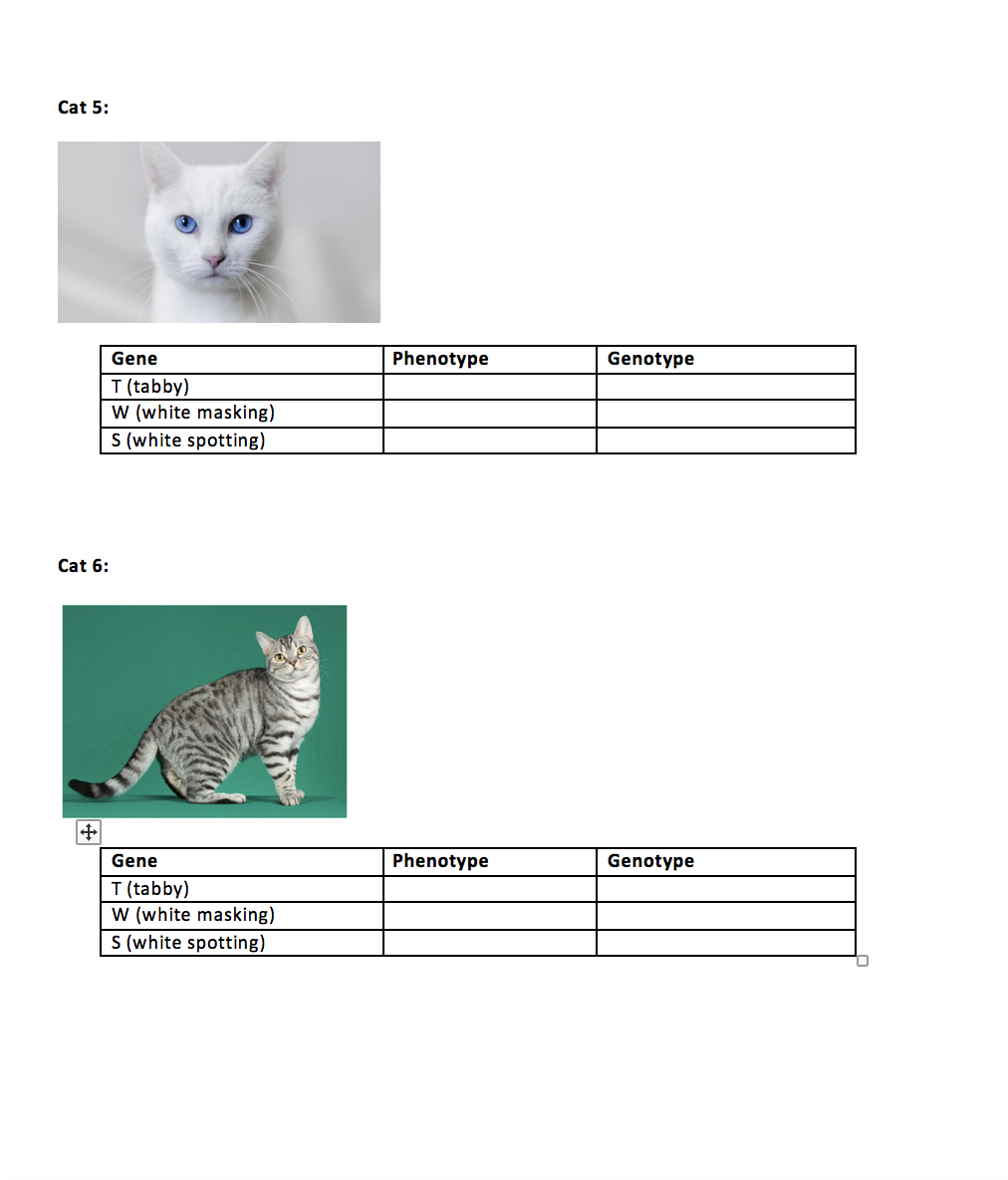 Solved I. Introduction to cat genetics. To consolidate and | Chegg.com