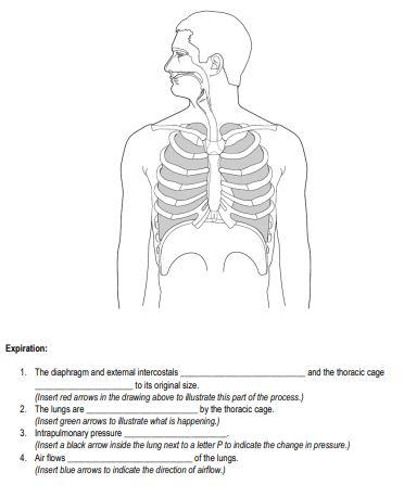 Solved Review the process of inspiration and expiration in | Chegg.com