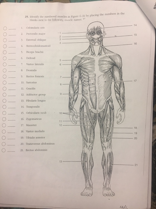 Chapter 6 The Muscular System Answers GustavoGargiulo free Scientific