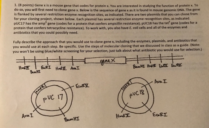 Solved 1. (8 points) Gene x is a mouse gene that codes for | Chegg.com