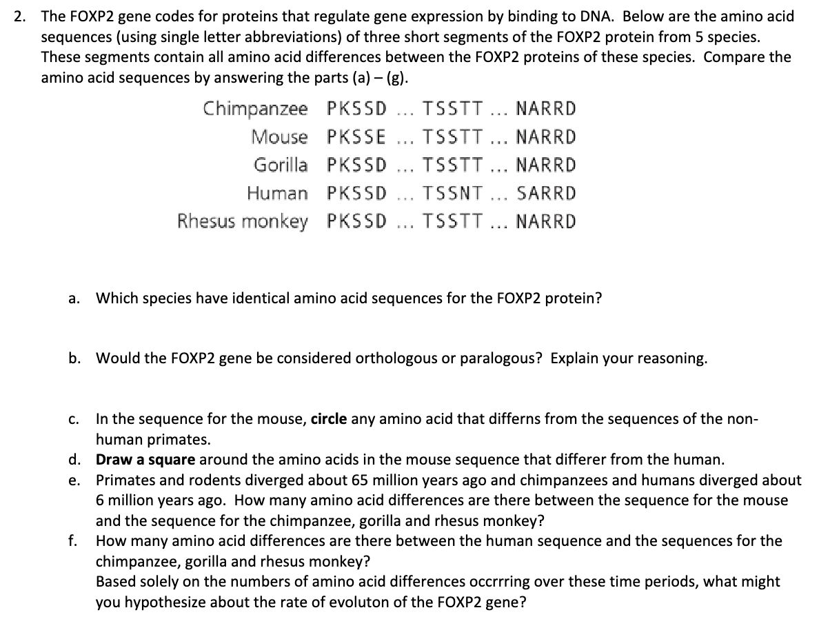 Solved The FOXP2 gene codes for proteins that regulate gene | Chegg.com