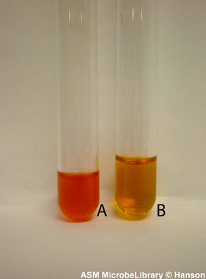 Solved 4. Specifically, for the Methyl Red test, | Chegg.com