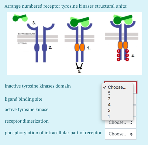 receptor tyrosine kinase