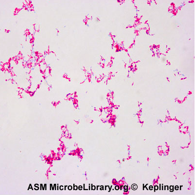 mycobacterium smegmatis gram stain