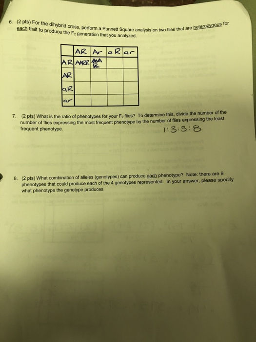 Solved (2 pts) For the dihybrid cross, perform a Punnett | Chegg.com