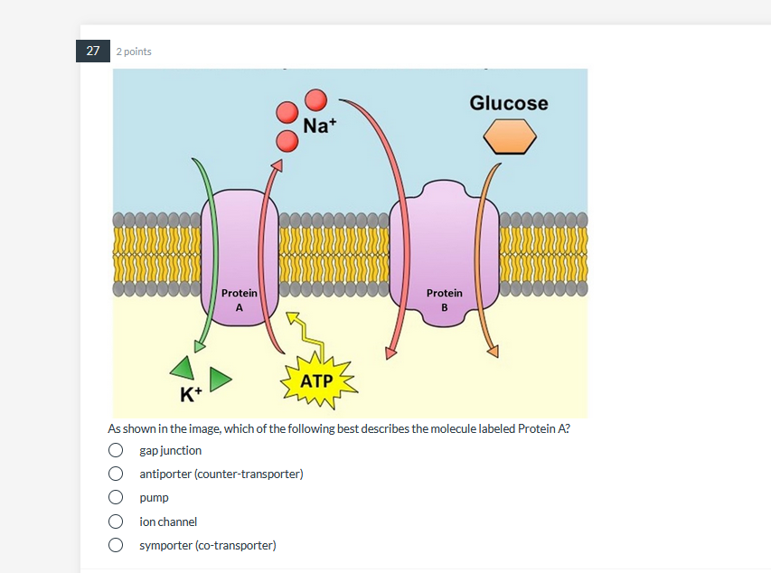 Solved 27 2 points Glucose Nat Protein A Protein ATP K+ As | Chegg.com