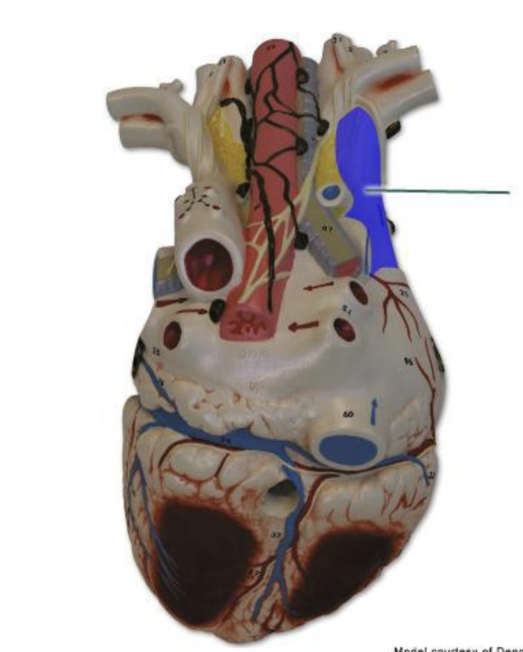 Solved Identify the highlighted structure. | Chegg.com