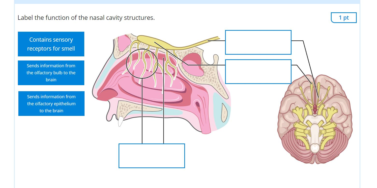 Solved 1 2 3 4 What do the following inner ear structures | Chegg.com