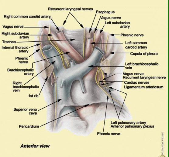 CPR 08 - Mediastinum Flashcards by Joshua Bora