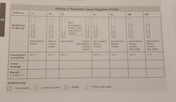 activity 3 pancreatic lipase digestion of fats