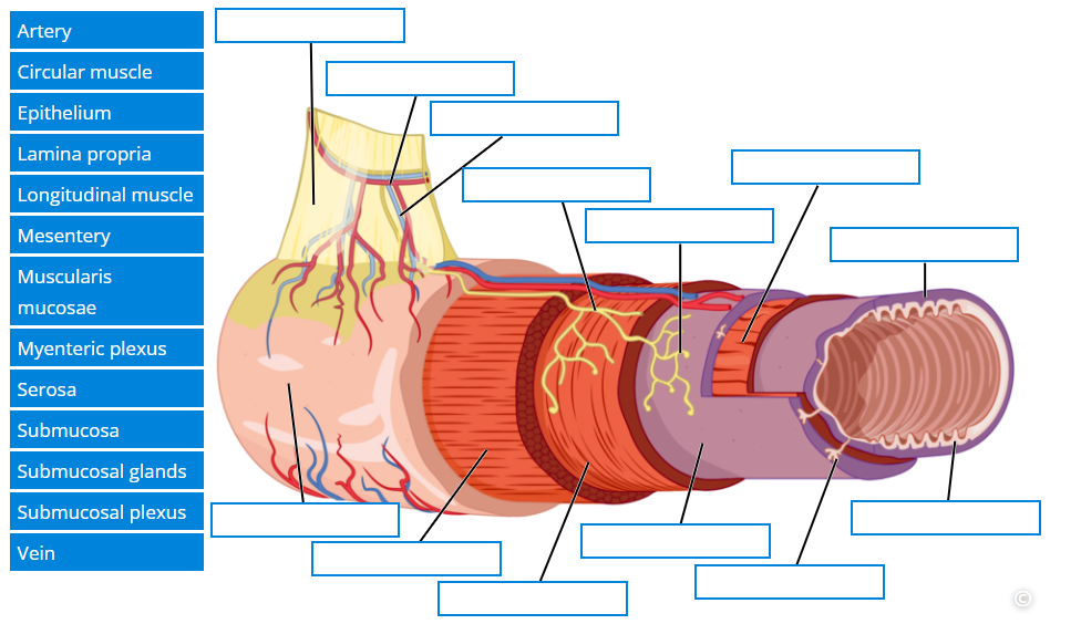 Solved Label this image that illustrates the organization of | Chegg.com