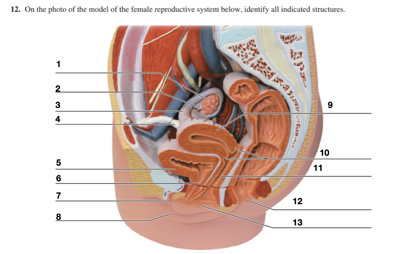 Органы репродуктивной системы. Женская репродуктивная система. Женская репродуктивная система анатомия. Анатомия и физиология женской репродуктивной системы. 10 женских органов