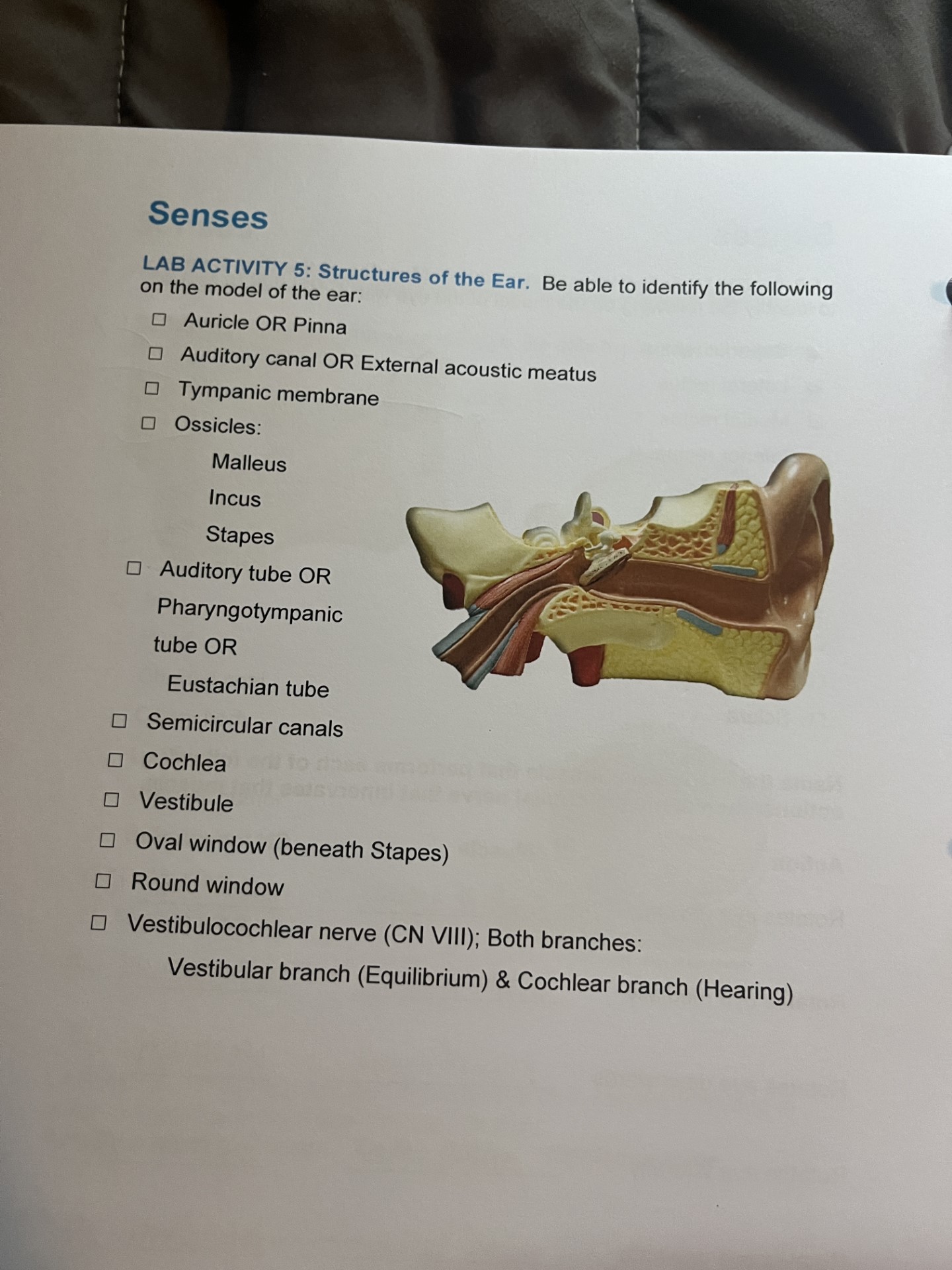 Solved LAB ACTIVITY 5: Structures of the Ear. Be able to | Chegg.com