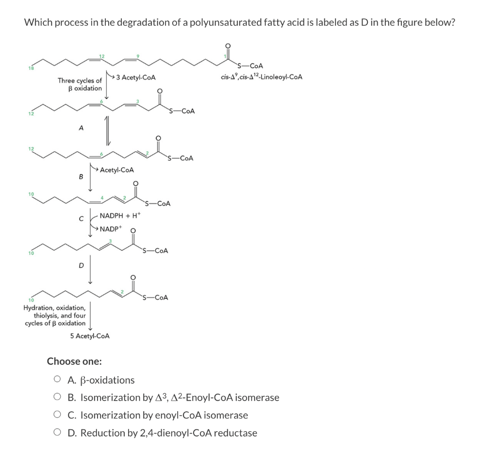Which process in the degradation of a polyunsaturated | Chegg.com