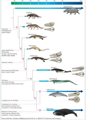 Solved Given the phylogeny of extant and extinct cetaceans | Chegg.com