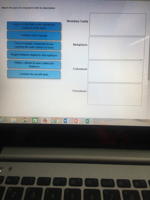 Solved: Match The Part Of A Long Bone With Its Description... | Chegg.com