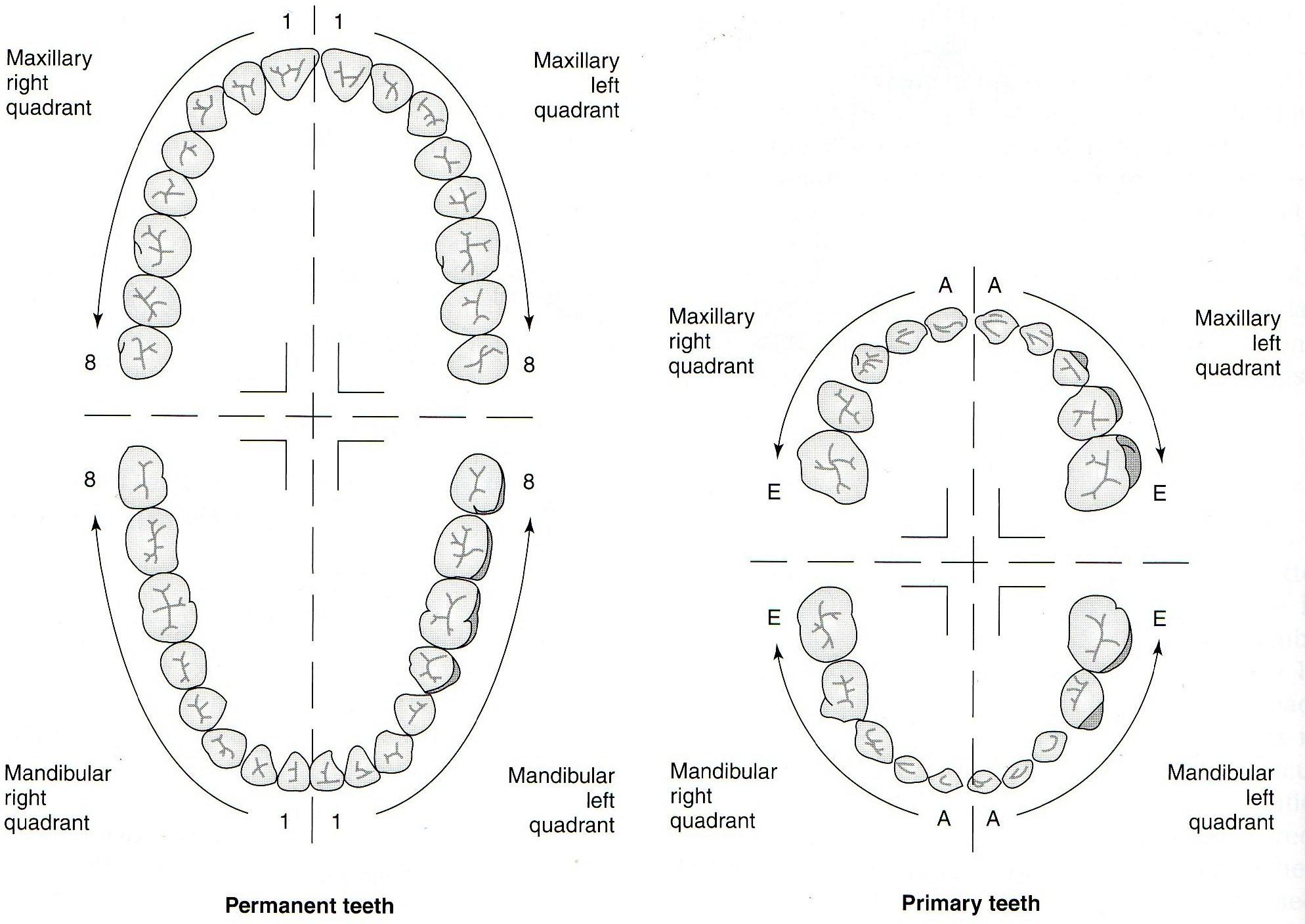 Зубы нумерация в стоматологии схема