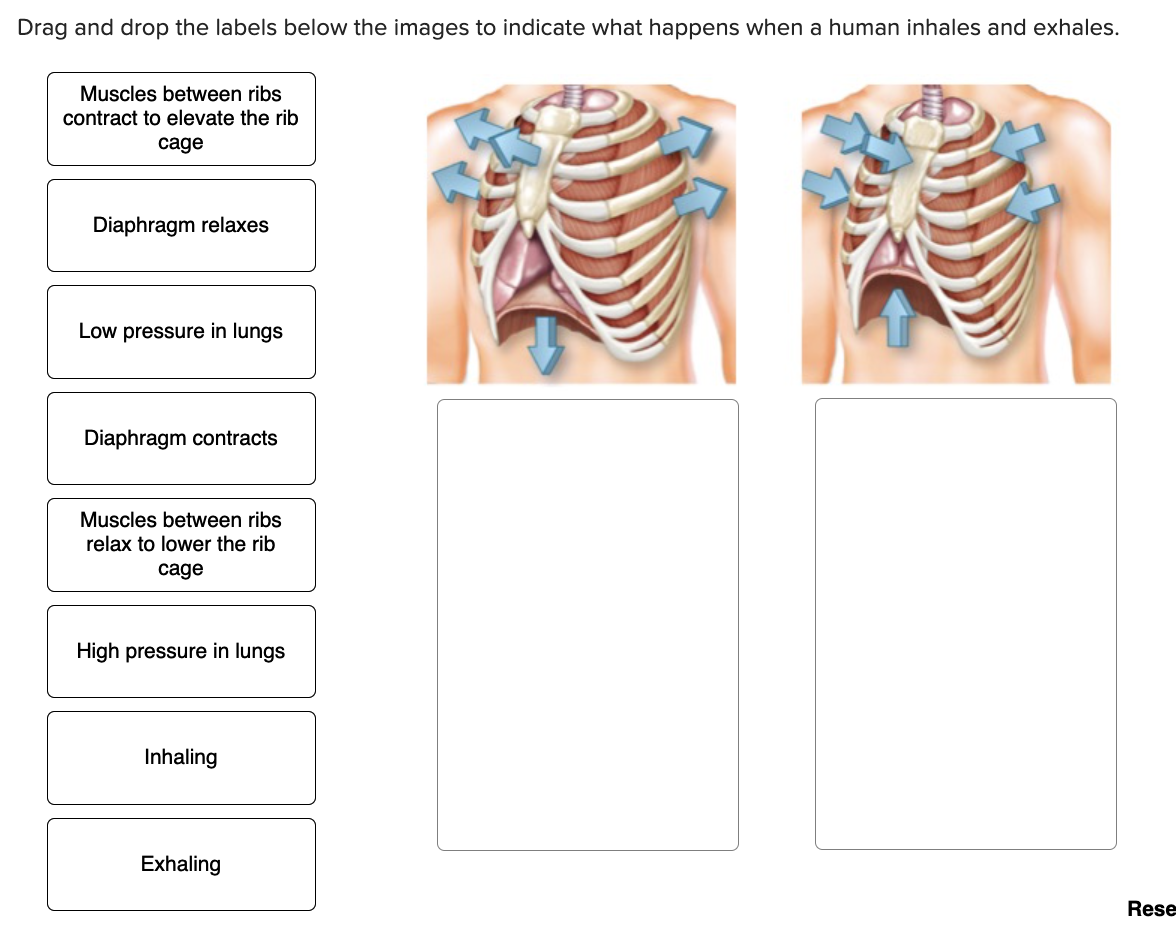 Solved Drag and drop the labels below the images to indicate