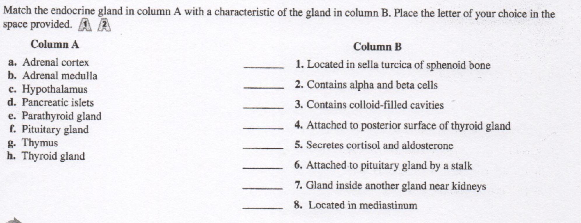 Solved Match The Endocrine Gland In Column A With A Chara Chegg Com