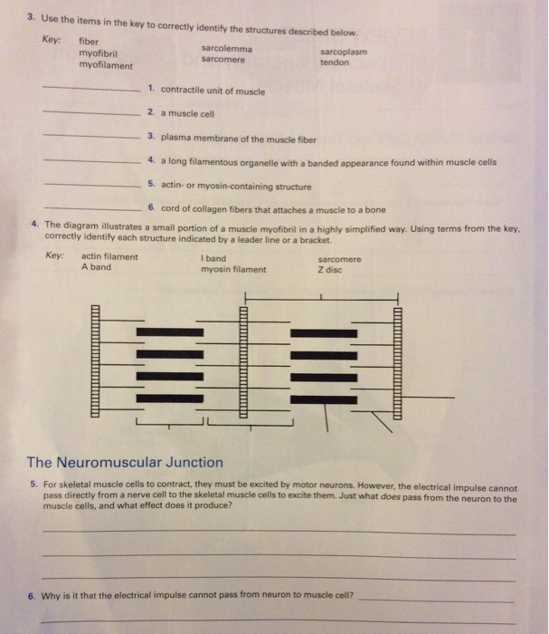 Microscopic Anatomy Of Skeletal Muscle Worksheet Answers