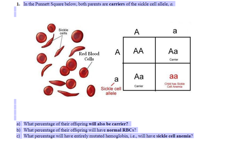 Solved 1 In The Punnett Square Below Both Parents Are Chegg Com