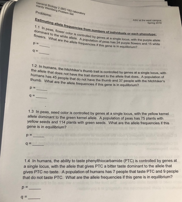 Solved al Biology 2 (BIO 182) laboratory Hardy Weinberg