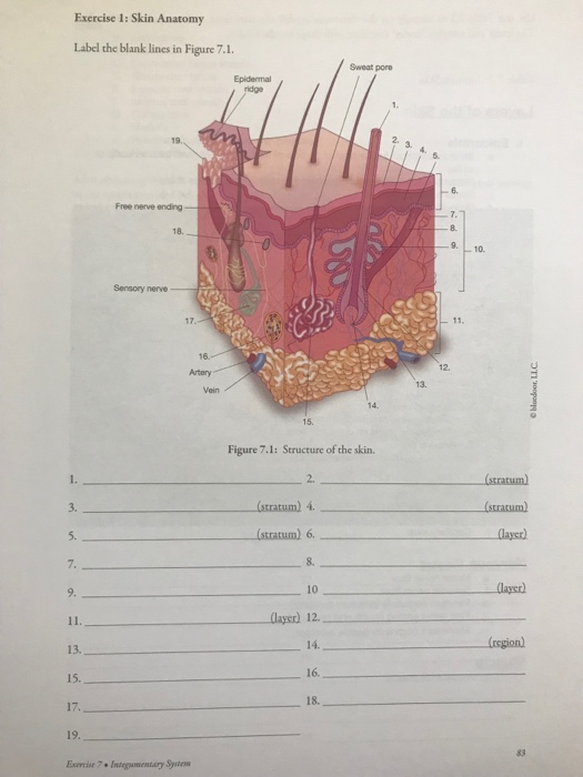 Printable Skin Diagram Blank