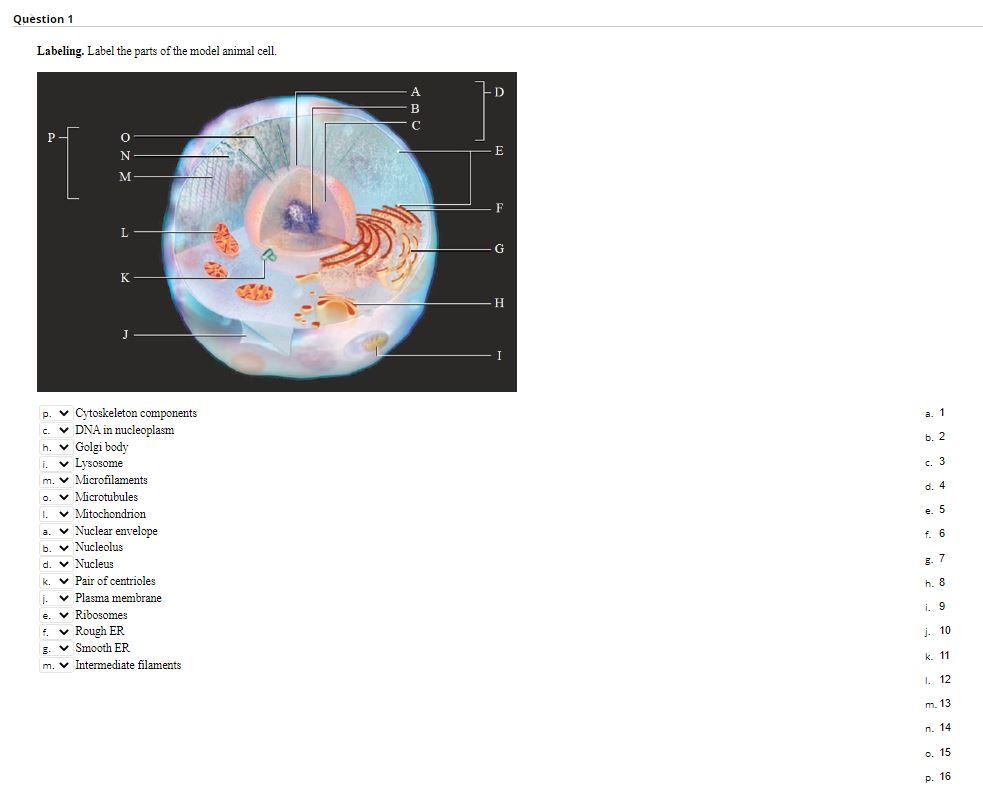 labeled animal cell cytoskeleton